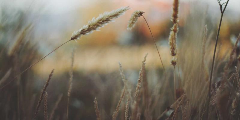 从婚恋交友到步入婚姻：一份科学推进恋爱关系的实用指南