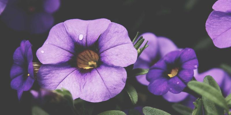 华夏之约：单身交友新范式，专业情感咨询赋能现代婚恋